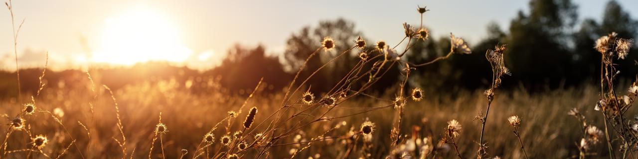 DYŻURY WAKACYJNE W PRZEDSZKOLACH I ODDZIAŁACH PRZEDSZKOLNYCH W SZKOŁACH PODSTAWOWYCH 2026
